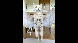 Angel cat