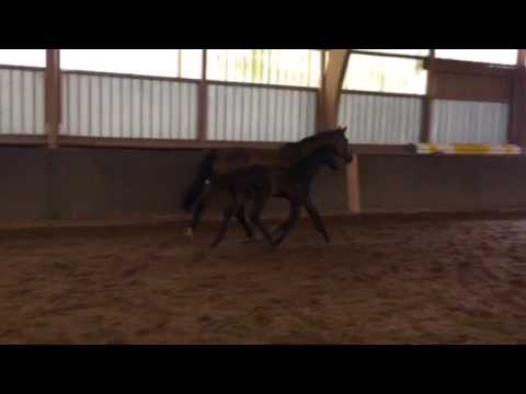 Maestro Ennio GH - Video 2