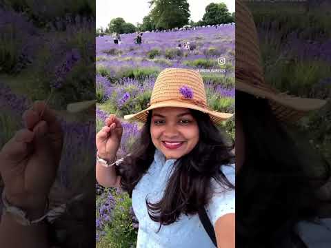 Lavender farm in a full bloom #farm #ytshort #viralvideo #london #throwback @London_dairies21