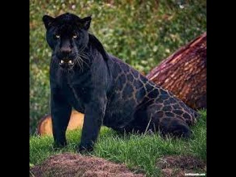 IX Madre Tierra, Madre Jaguar