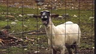The screaming goat ALARM