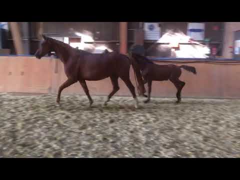 Stf von Fusionist x Fürst Romancier