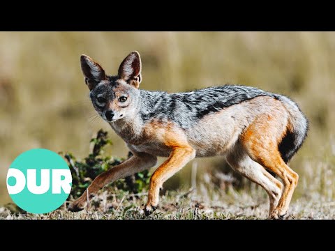 A Year In The Life Of The Jackal | Our World