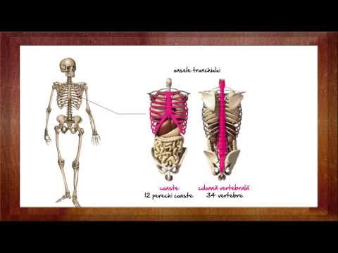 Biology: The Skeletal System | WinSchool