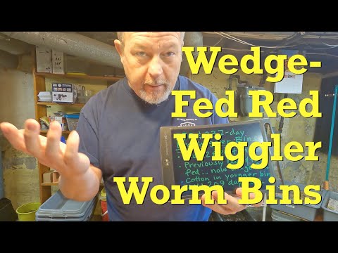Castings piling up in wedge-fed red wiggler worm bins - vermicompost