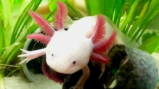 Axolotl: Cool Cute Aquarium Mexican Salamander