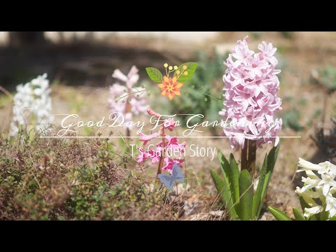 夏に美しい庭を楽しむために、3月にどの木や低木を剪定すればよいでしょうか?  庭園