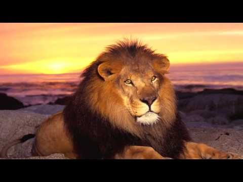 Dubateers Meets Kenny Knots 'The Lion'