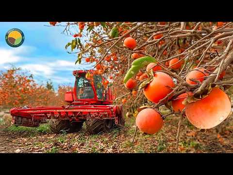 How Japanese Farmers Harvest the World's Most Expensive Persimmon | Farming Documentary