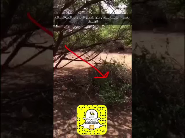 عسل السدر البري من فياض رفحاء