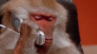 Download lagu Dubbing jawa monyet mp3 Download lagu Dubbing jawa monyet mp3