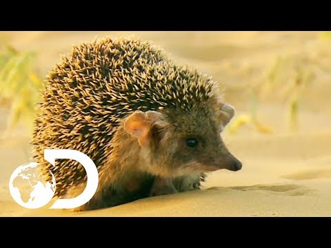 download lagu mp3 mp4 Hedgehog Eating Snake, download lagu Hedgehog Eating Snake gratis, unduh video klip Hedgehog Eating Snake
