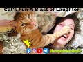 Cats Vs Humans The Ultimate Funny Cat Moments