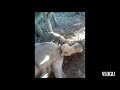 Best Amazing Pig Dog