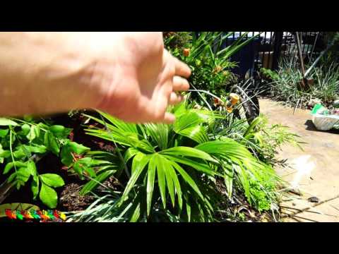 download lagu mp3 mp4 Livistona Humilis, download lagu Livistona Humilis gratis, unduh video klip Livistona Humilis