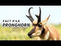 Pronghorn Facts: the American "Antelope" 🦌 Animal Fact Files