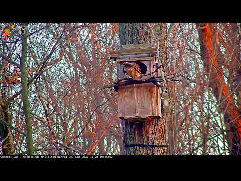Male Barred Owl Arrives With Titmouse for Dinner | March 20, 2023 | WBU Barred Owl Cam | Cornell Lab