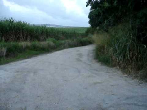 801: bunny floodin d bike