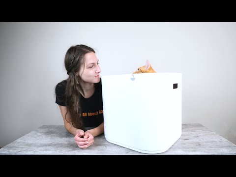 Modkat Top Entry Litter Box Review (We Tried It)