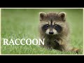 Raccoon sounds like twirling cotton candy. Raccoon noises at night. [NEW 2020]