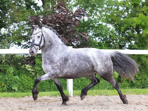 Stal Okkema's Lana - Mare - 2014 - 1.43m
