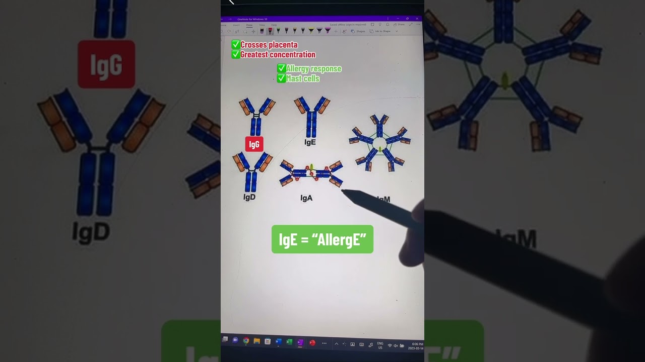 Memorize the #antibody classes in under 60s! #shorts #medstudent #premed #immunology #immunity #med