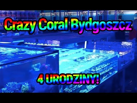 (131) 4 urodziny Crazy Coral / Bydgoszcz - Akwarium morskie - Reef aquarium