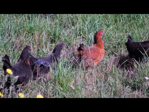 Natural Feed Options for Poultry Flocks