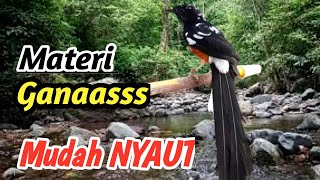 Download lagu Terapi Masteran Murai Batu Alam Sungai | Relaxing River Stream Mix mp3