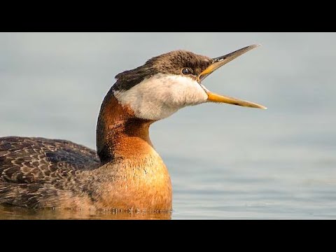 Potápka červenokrká (Podiceps grisegena) – volania a piesne v hniezdnej sezóne