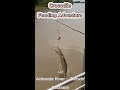 Thrilling Crocodile Feeding Adventure In Adelaide River Darwin Australia