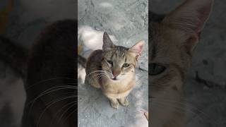 He is cute🥹#shortvideo #shorts #cat