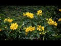 Relax Video Nature Video Peaceful Video Nature WhatsApp Status Tamil WhatsApp Status Love