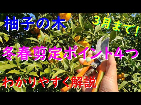 春に剪定する植物 3月 4月 草本の低木 芳香のある植物