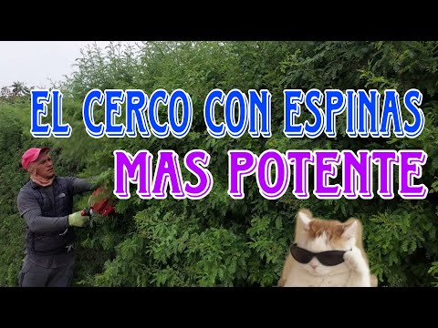 , title : 'CERCO VIVO CON ESPINAS EL MAS EFECTIVO DE TODOS🔴'