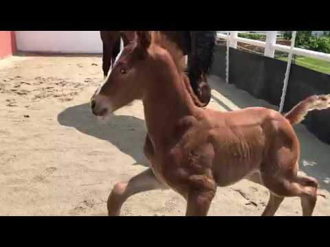 Fürstendonna (Fürstenlook-Fürstenball x Don Bosco-Prinz Miro)