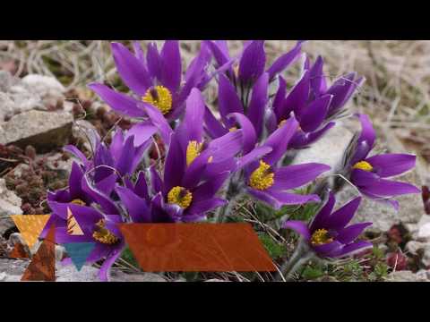 ZALMOXIS - MOȘTENIRI.  Descântecul, ep.2.  Plantele de leac.