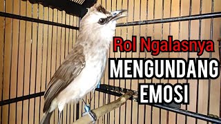 Download lagu Suara Panggilan trucukan gacor Khas Ngalas Ngerol asli alam membuat trucuk lain ikut Buka suara mp3 Download lagu Suara Panggilan trucukan gacor Khas Ngalas Ngerol asli alam membuat trucuk lain ikut Buka suara mp3