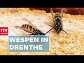 Wespen zijn onmisbaar in de natuur. Waarom zijn ze zo belangrijk? | RTV Drenthe