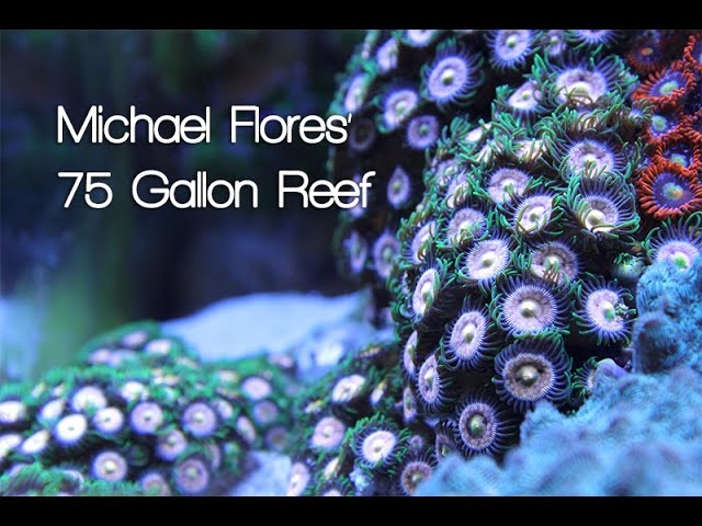Michael Flores 75 Gallon Reef Tank - Humboldt Reef Club Videos