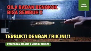 Download lagu GILA !! DENGAN TRIK INI IKAN CHANNA BENGKOK BISA SEMBUH mp3