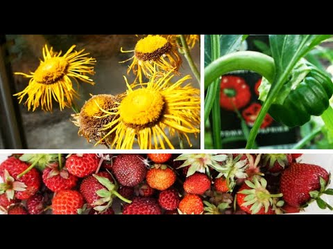 Gartenrundgang Juni - Gemüsebeete, Ziergarten, Obstgarten 🍒🍓🌻