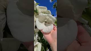 CHECK OUT THE SIZE OF THIS DOGWOOD TREE - CORNUS VENUS #shorts