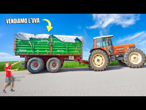 CONSEGNAMO L'UVA alla CANTINA con IL TRATTORE