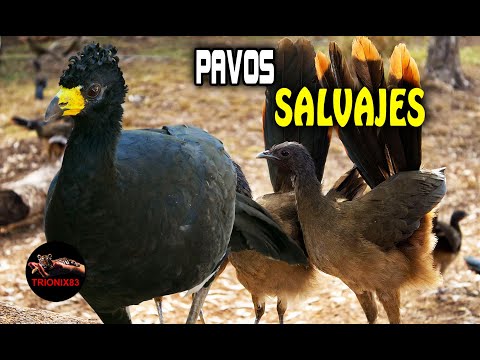 , title : 'PAVOS SALVAJES ¿Cuáles son Los pavos mas salvajes del mundo?'