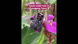 Download lagu Cara mudah kelulut / klanceng dapat polen mp3
