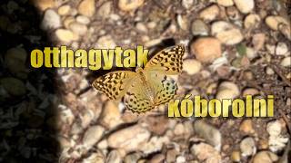 Otthagytak kóborolni