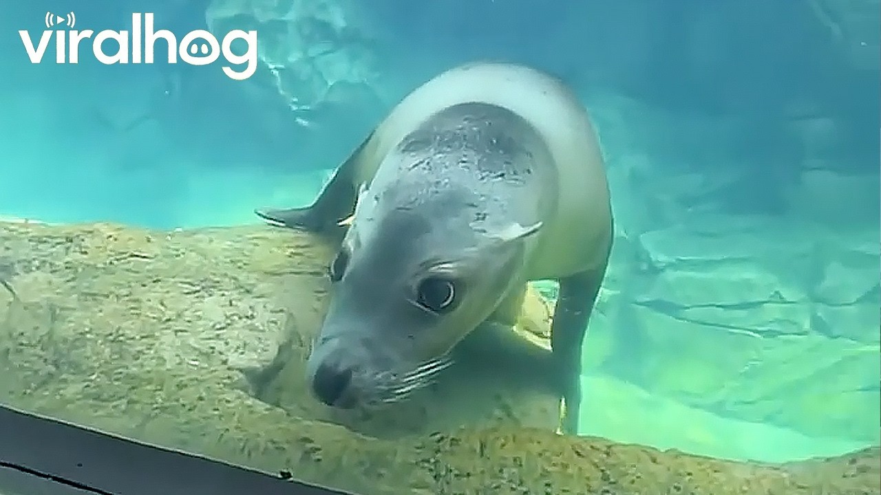Ocean-Obsessed Toddler Makes a Friend at the Aquarium || ViralHog