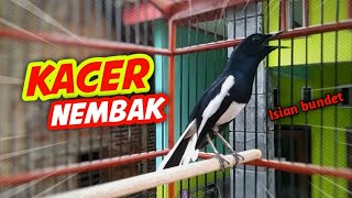Download lagu KACER GACOR NEMBAK KASAR🔥❗BIKIN KACER LAIN EMOSI DAN KONSLET❗ mp3 Download lagu KACER GACOR NEMBAK KASAR🔥❗BIKIN KACER LAIN EMOSI DAN KONSLET❗ mp3