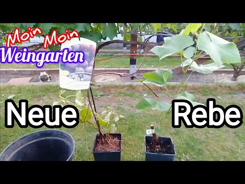 New grapevine purchased, transplanting and comparison of the Lidia variety.